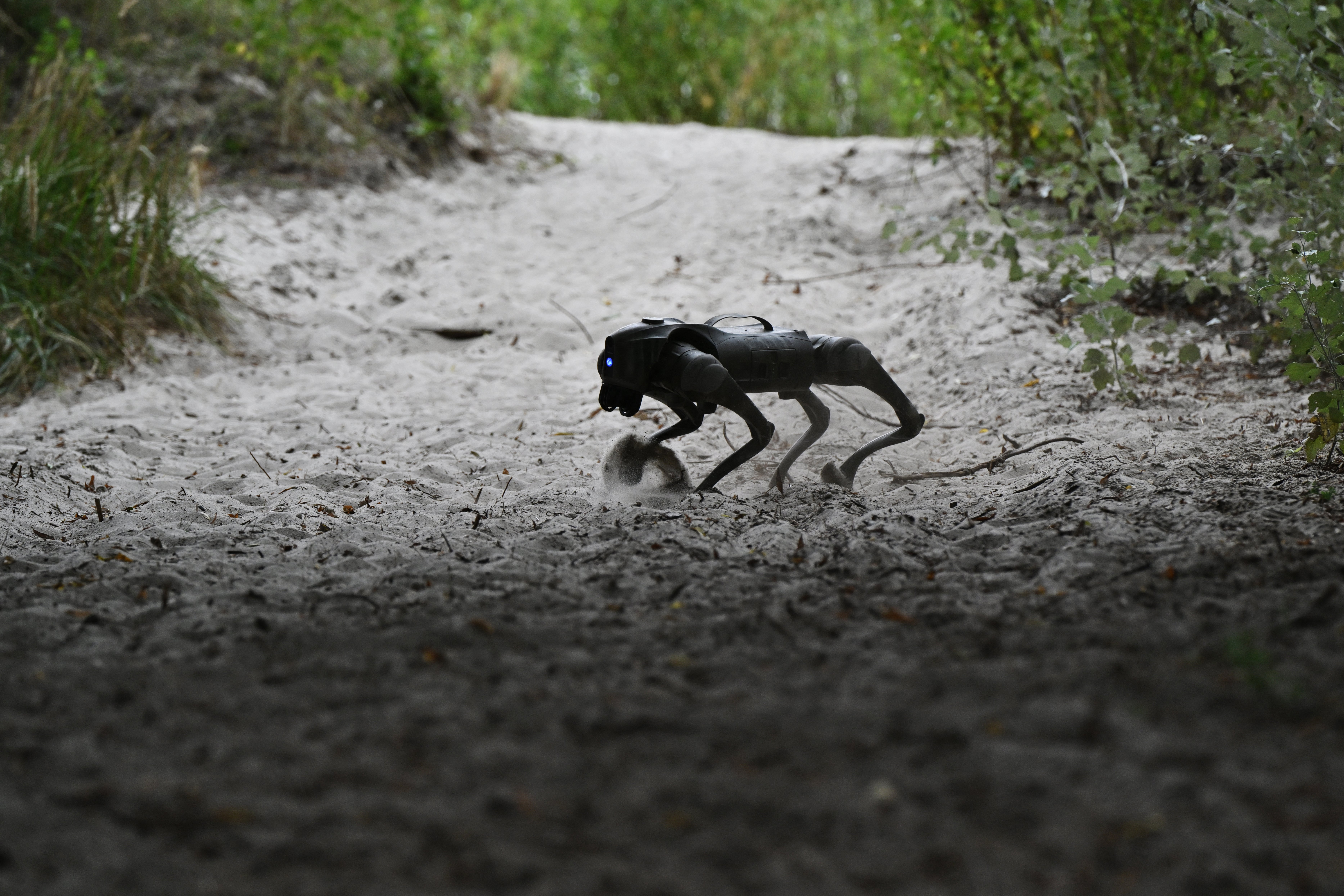 Seekor anjing robot selama pertunjukan