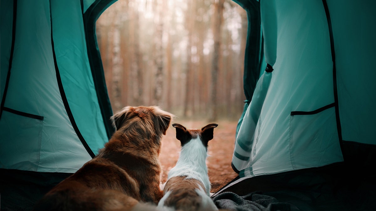 Anjing di dalam tenda