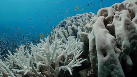 Pemutihan karang 'parah' pada catatan Great Barrier Reef - video