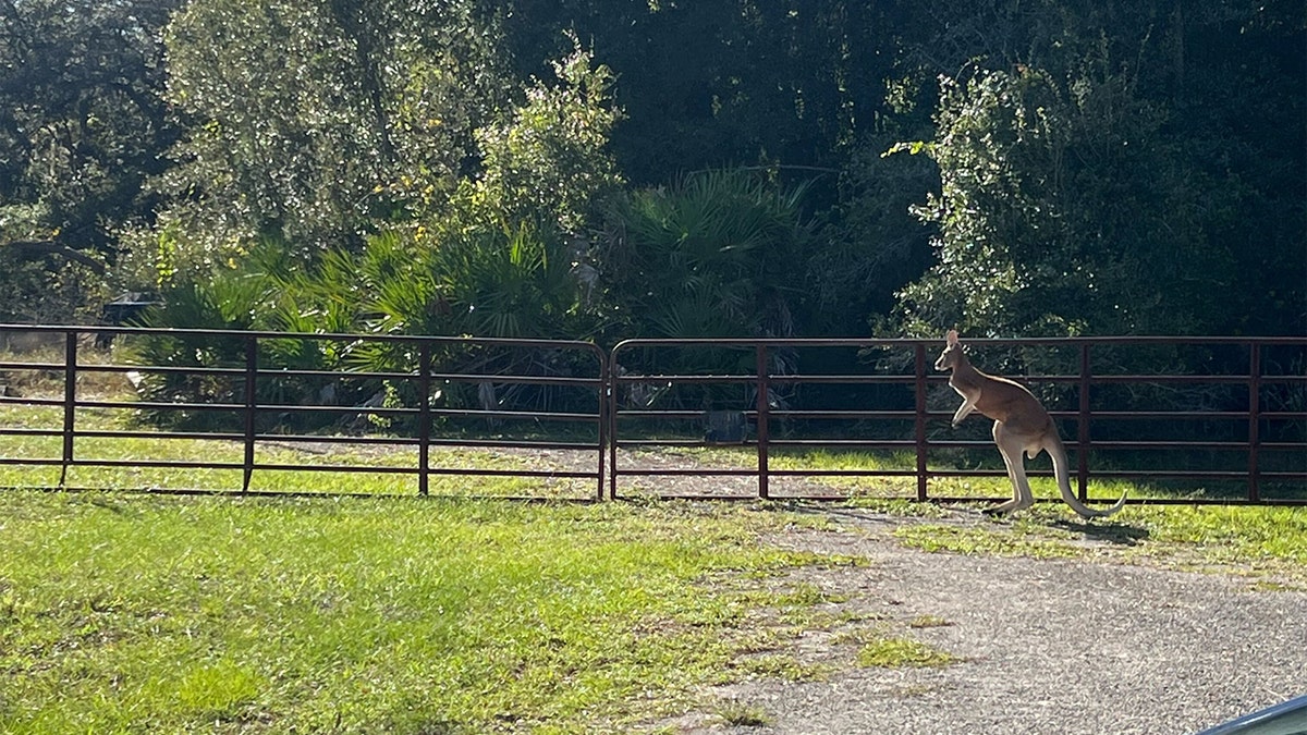 Seekor kanguru lepas terlihat di Pearson, Florida.