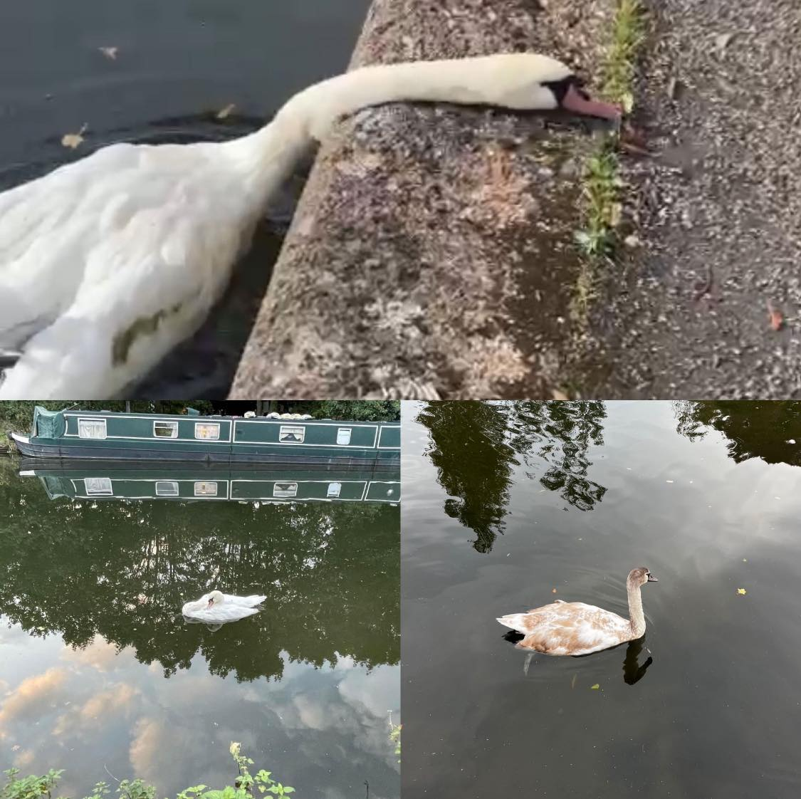 Kelompok komunitas Friends of the Grand Union Canal telah bergabung dengan Swan Support dalam mencari jawaban atas kematian burung tersebut