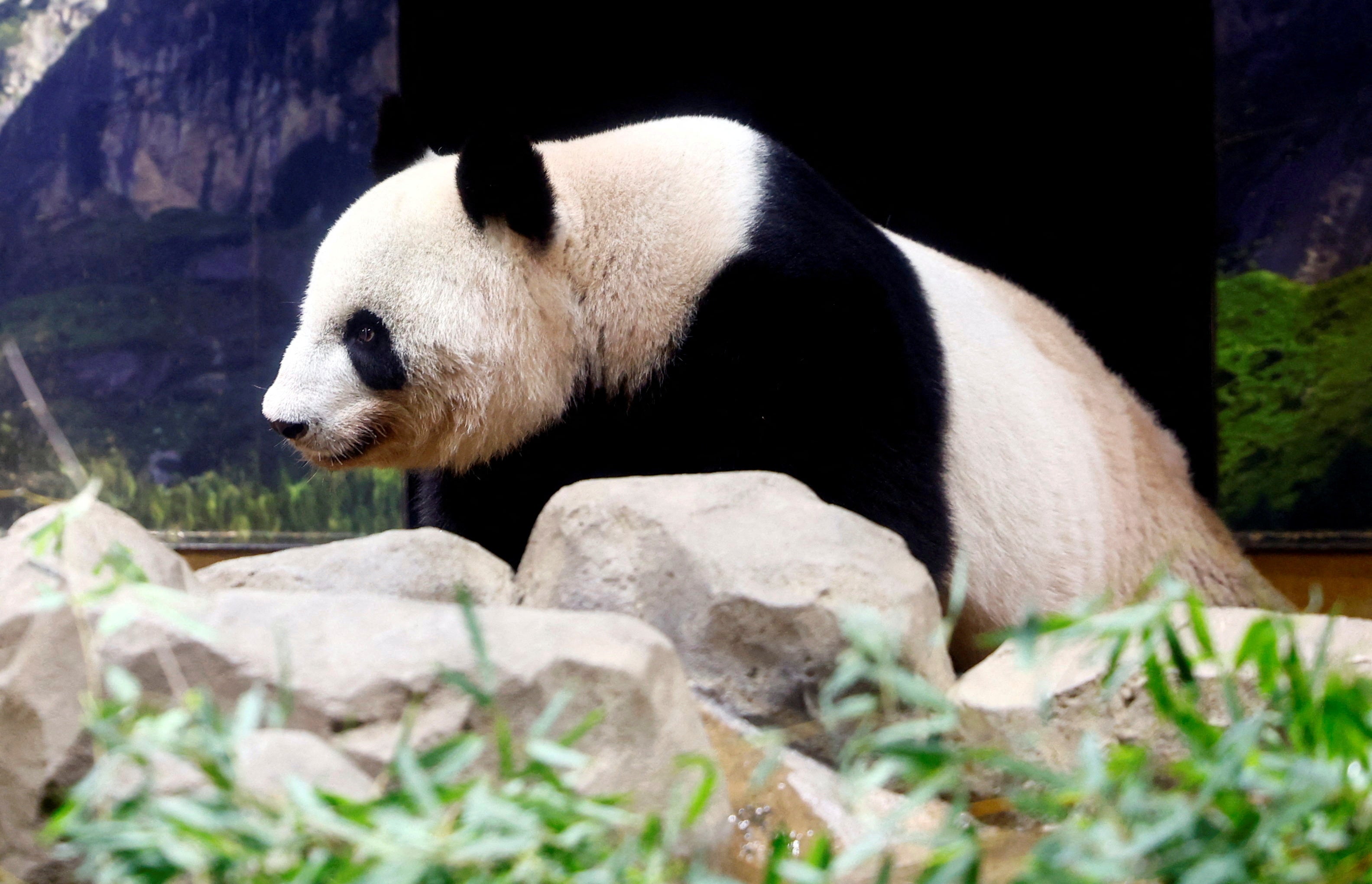 Panda raksasa 'Shin Shin' terlihat di Taman Zoologi Ueno di Tokyo, Jepang akhir bulan lalu. Tiongkok telah mengirimkan panda ke perusahaan-perusahaan di seluruh dunia sejak tahun 1990-an. Kini penyelidikan dari New York Times menuduh bahwa pembiakan buatan yang agresif membunuh dan melukai panda, meskipun ada penolakan dari pusat konservasi beruang.