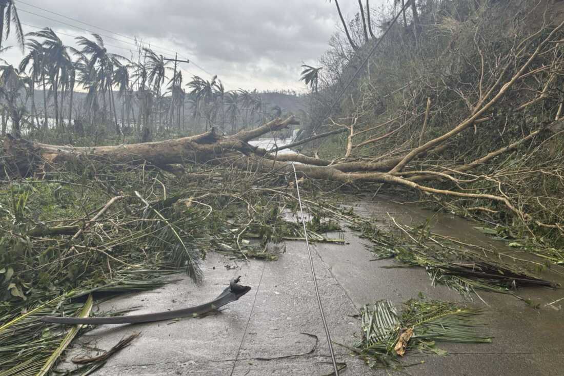 Dalam foto yang disediakan oleh MDRRMO Viga Catanduanes, pohon-pohon tumbang akibat Topan Man-yi di Viga, provinsi Catanduanes, timur laut Filipina, Minggu, 1 November 2018. 17 Agustus 2024.