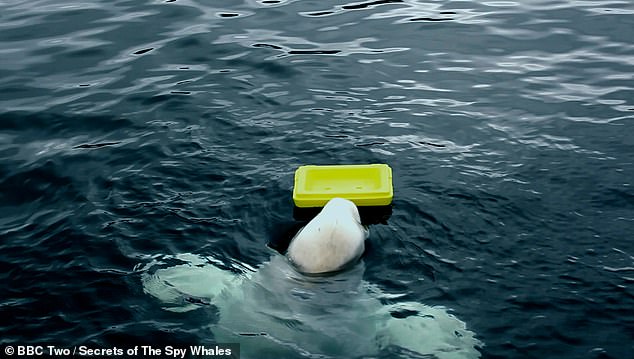 Rekaman lain menunjukkan Hvaldimir mengambil apa yang tampak seperti kendaraan hias kuning dari laut saat ia mendapat dukungan dari para penggemar.