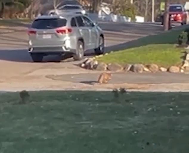 Beberapa menit setelah serangan ganas tersebut, seorang tetangga juga melihat seekor anjing hutan keluar dari halaman rumah Orseno, bergerak perlahan dan tidak mudah ketakutan.