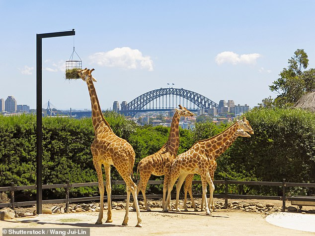 Beberapa warga Mosman khawatir peningkatan Sky Safari akan mempengaruhi pandangan mereka terhadap Pelabuhan Sydney. Gambar Taronga Jr