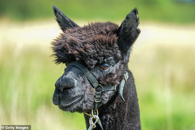 Alpacas, yang berasal dari Amerika Selatan dan dibudidayakan untuk diambil wolnya, tumbuh subur di Tasmania, menurut asosiasi pemilik.