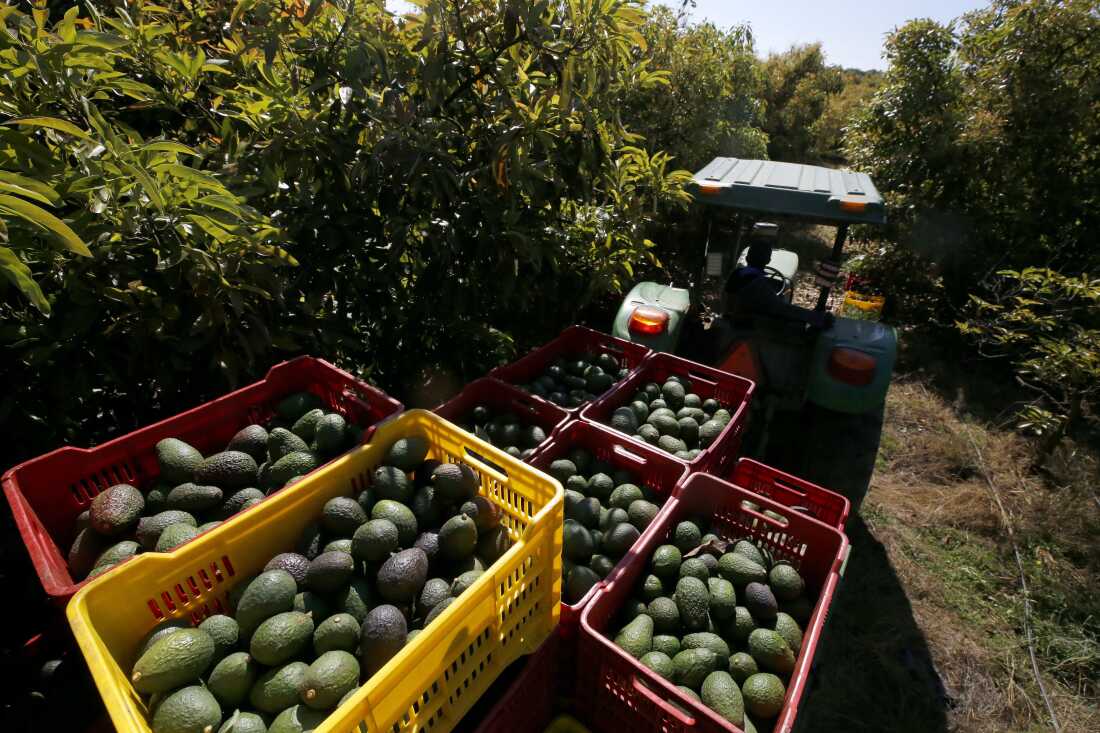 Seorang petani bekerja di perkebunan alpukat di Los Cerritos Avocado Group Ranch di Ciudad Guzmán, negara bagian Jalisco, Meksiko pada 10 Februari 2023. Meksiko memasok 90% alpukat yang dikonsumsi di AS