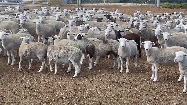 Domba dan kambing kini diharuskan ditandai dan dipantau ketika dijual di peternakan di NSW