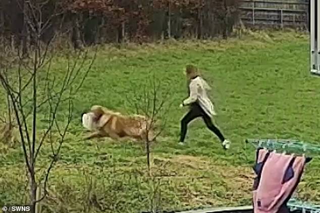 Dia mengejar anjing itu ke ladang untuk mengambilnya setelah kalkun kabur bersamanya