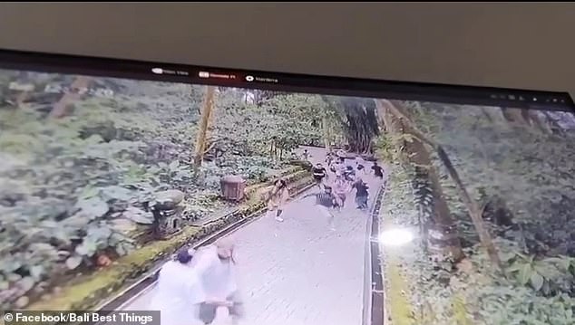 Momen mengerikan dua turis tewas saat pohon tumbang di hutan monyet Bali Momen mengerikan dua turis tewas saat pohon tumbang di hutan monyet Bali