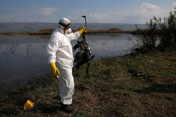 Kekhawatiran pandemi global atas ‘jenis baru flu burung’ setelah kematian manusia pertama di AS Kekhawatiran pandemi global atas ‘jenis baru flu burung’ setelah kematian manusia pertama di AS