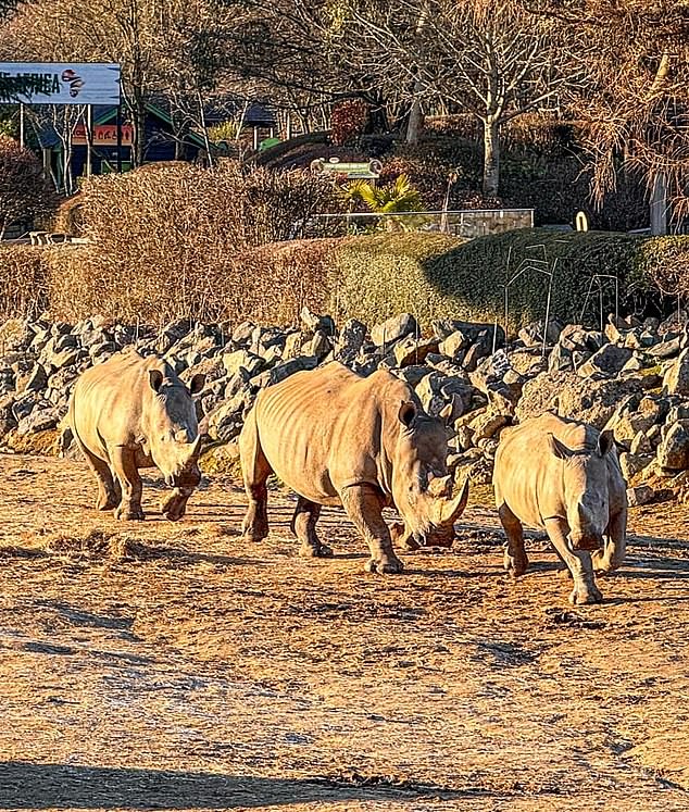 “Mereka bekerja sangat cepat untuk mengusir pengunjung dan menyediakan lingkungan terbaik bagi zebra,” katanya.