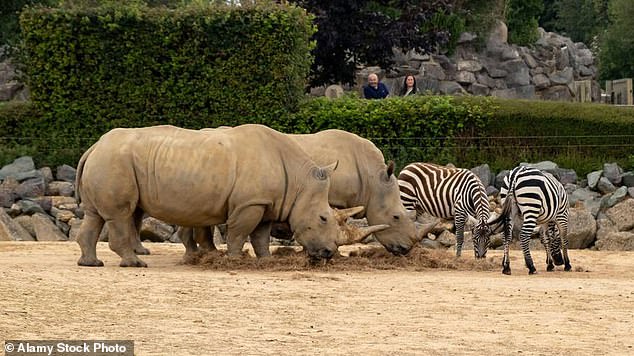 Zebra dan badak di kandang luar ruangan untuk spesies campuran Afrika di Kebun Binatang Colchester (digambarkan pada hari terpisah)