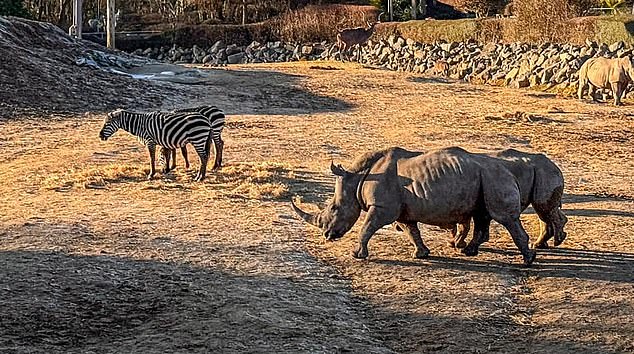 Ia juga berbicara tentang tindakan cepat dan profesionalisme staf Kebun Binatang Colchester dalam membantu pengunjung dan hewan (Foto: Zebra dan badak di taman margasatwa pada 10 Januari)