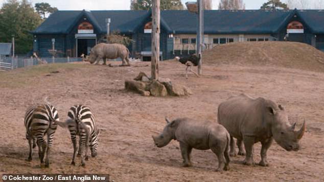 Seekor zebra terbunuh dalam perselisihan dengan badak hari ini, Kebun Binatang Essex - salah satu yang terbaik di negara ini - mengonfirmasi (foto: Zebra dan badak berdampingan di kandang beberapa hari yang lalu)