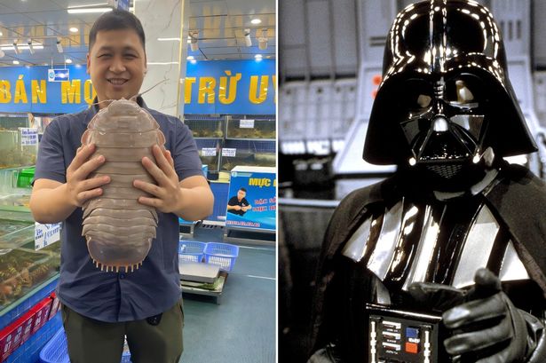 Seekor serangga laut ‘super raksasa’ yang ditemukan di Vietnam tampak seperti penjahat Star Wars Seekor serangga laut ‘super raksasa’ yang ditemukan di Vietnam tampak seperti penjahat Star Wars