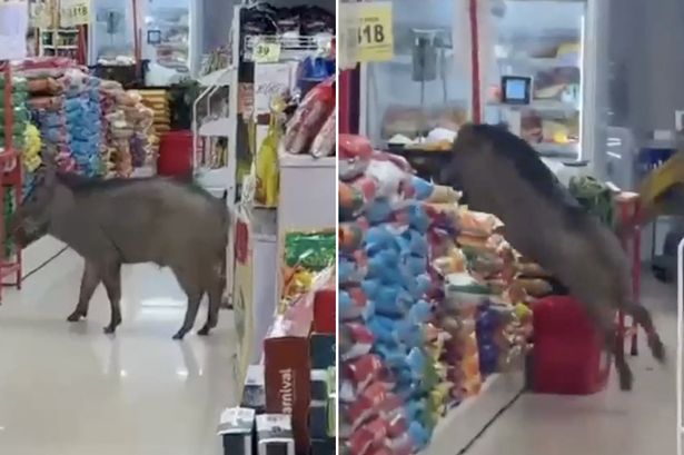 Pembeli yang panik lari mencari perlindungan saat babi hutan mengamuk di supermarket dalam sekejap mata