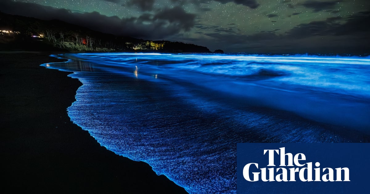 ‘Jika pertunjukan cahaya’: Mekarnya bioluminesensi yang spektakuler kembali ke pantai Tasmania | Lingkungan