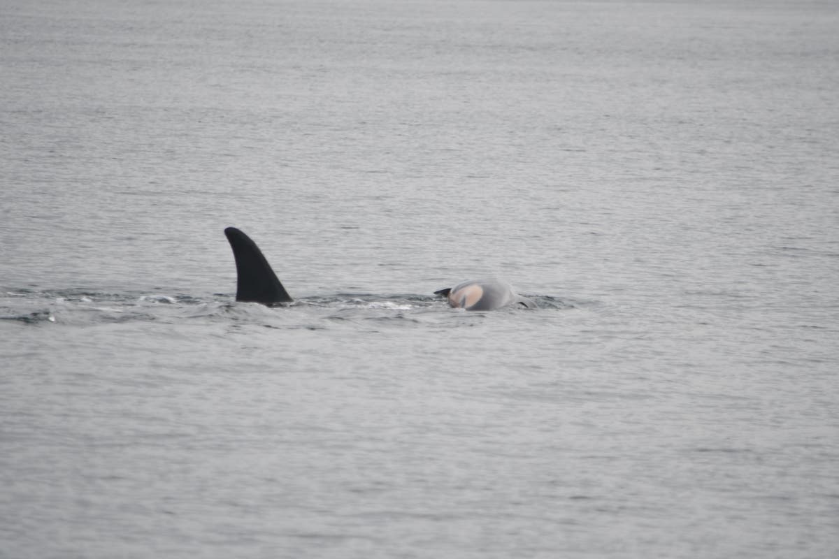 Seekor induk paus orca yang berduka membawa bayinya yang mati — lagi Seekor induk paus orca yang berduka membawa bayinya yang mati — lagi
