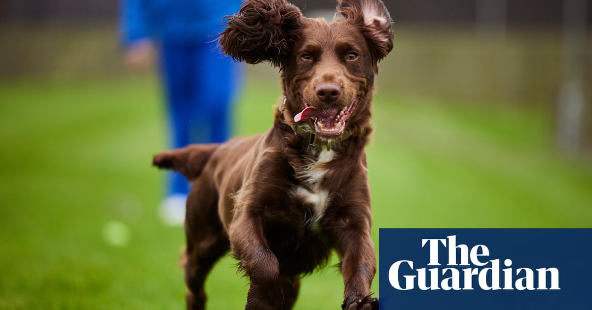 Temui Gem Cocker Spaniel – wajah kloning hewan peliharaan Inggris | Kloning Temui Gem Cocker Spaniel – wajah kloning hewan peliharaan Inggris | Kloning
