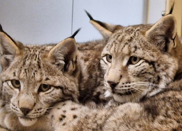 Lynx yang dipeluk, aman dan sehat (dan cukup makan), yang dibebaskan secara ilegal telah memikat hati bangsa ini. Lynx yang dipeluk, aman dan sehat (dan cukup makan), yang dibebaskan secara ilegal telah memikat hati bangsa ini.