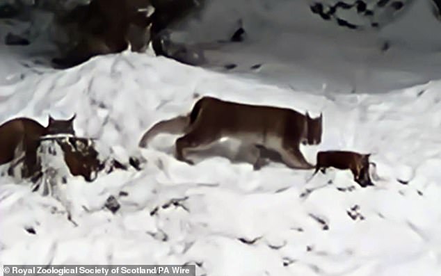 Seekor lynx yang dilepaskan secara ilegal ke Dataran Tinggi berhasil ditangkap di Taman Nasional Cairngorms pada hari Kamis.