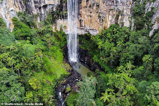 Penemuan mengerikan di Taman Nasional Springbrook di Gold Coast Penemuan mengerikan di Taman Nasional Springbrook di Gold Coast