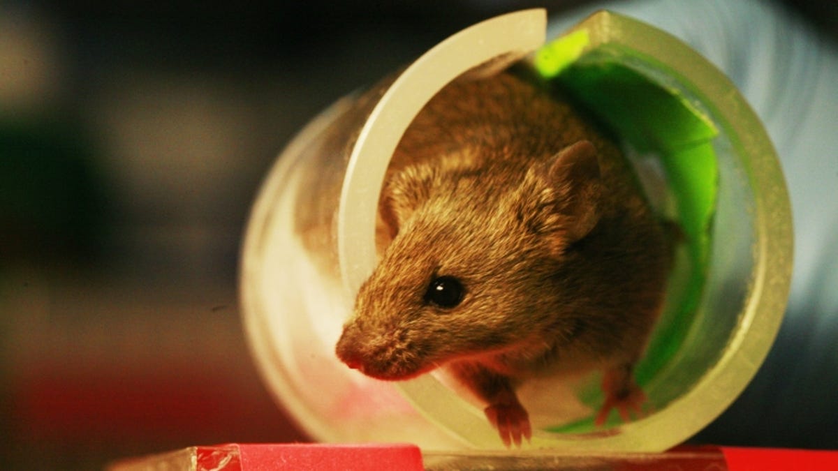 Seorang peneliti hewan pengerat memberi tahu kita cara mengusir tikus di musim dingin ini Seorang peneliti hewan pengerat memberi tahu kita cara mengusir tikus di musim dingin ini