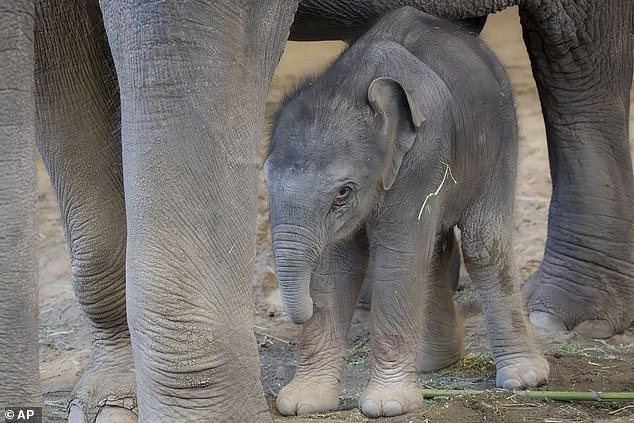 Anak ketiga dari betis naik-ke. Anak pertamanya, Samudra yang berusia 16 tahun juga tinggal di kebun binatang