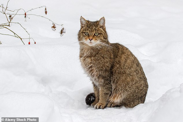 Saving Wildcats, Royal Zoological Society of Scotland (RZSS) dan lembaga pemerintah SNP seperti Naturecat