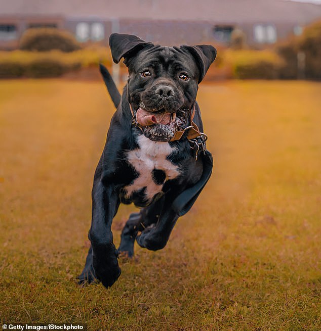 Setelah pengumuman XL Bully Bon, ada kekhawatiran bahwa pemilik hewan peliharaan akan condong ke arah spesies besar lainnya seperti Cane Corso.