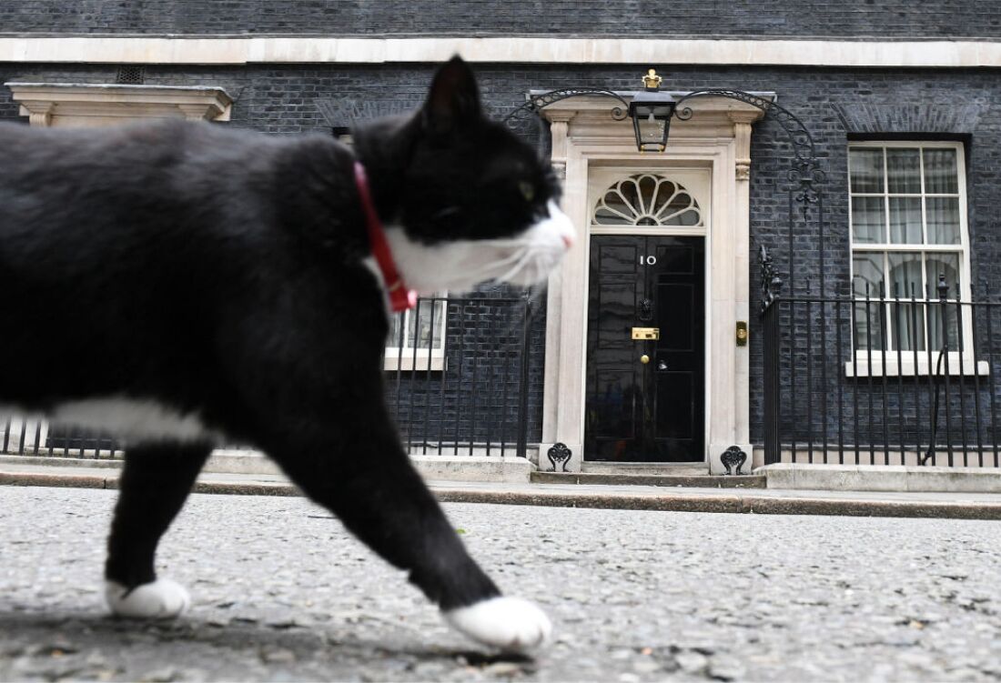 Kucing hitam putih yang tinggal di Kantor Luar Negeri Inggris, pada 9 Juni 2017, melintasi 10 Santo Downing di depan media yang menunggu di London pada 9 Juni 2017.