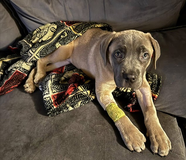 Puppy Lil Red (Portrait) telah menghadapi banyak tulang rusuk dan gigi yang patah, dan dia telah menuangkan darah dari kepala dan mulutnya